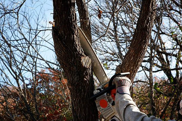 Prospect, OH Tree Care Company